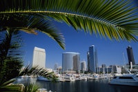 image of downtown san diego skyline with a palm frond in the foreground